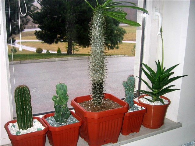 Pachypodium